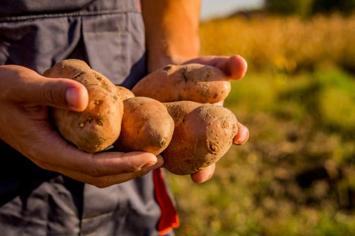 Des patates à la fois douces et nutritives