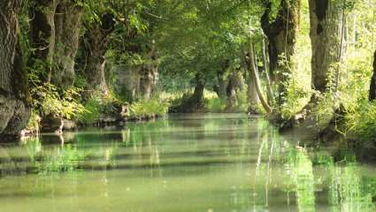 Comment les plantes ont appris à vivre loin de l'eau