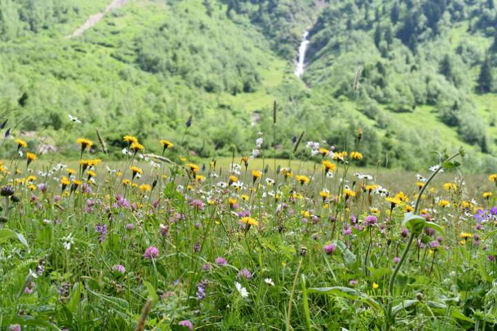 Biodiversité,  j'écris ton nom