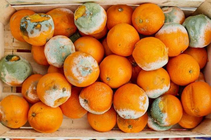 Inflammation, cancers : l'orange bleue contient une molécule médicinale clé