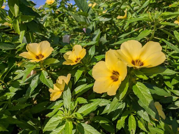 Cultiver son désir avec les plantes et les huiles essentielles