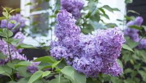 Lilas commun, ou lilas français (Syringa vulgaris)