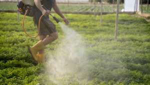 Pesticides : aussi néfastes que le tabac ?