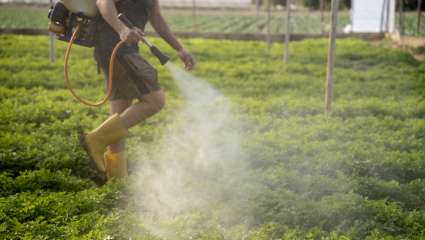 Pesticides : aussi néfastes que le tabac ?