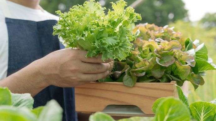 Les salades,  pas que de la verdure !