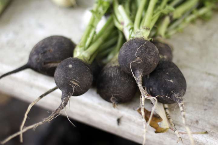 Le jus de radis noir, racine riche en composés soufrés, permet l’augmentation de la quantité et de la fluidité biliaire.