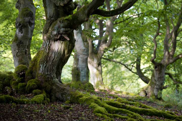 L'écorce des arbres nettoie l'atmosphère