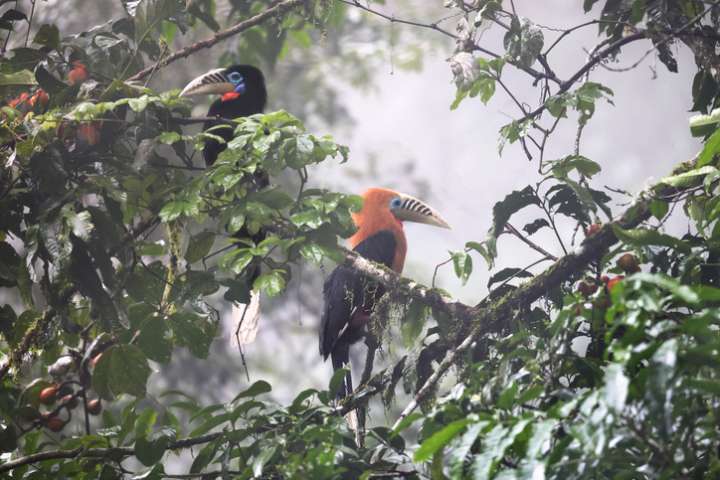 Des forêts tropicales déplumées