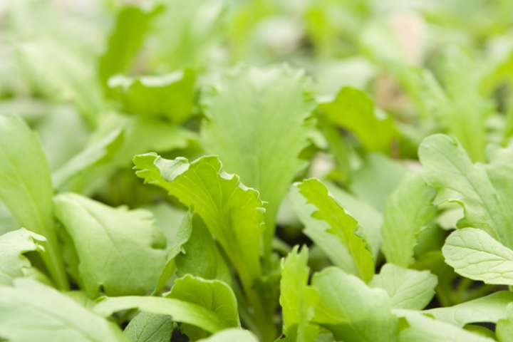 Une Jeune Plante Verte Qui Pousse Hors De La Terre