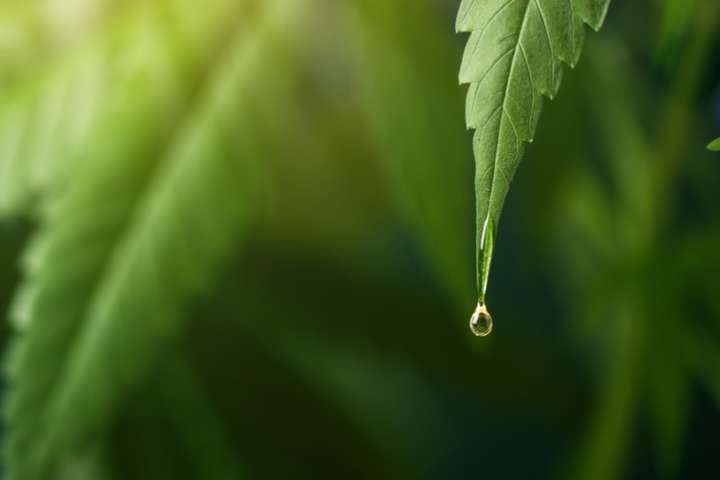 Cannabis médical, le tournant