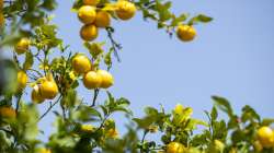 Zeste, jus, pulpe,  le citron est toujours gagnant