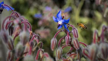 Des insectes pour disperser les graines