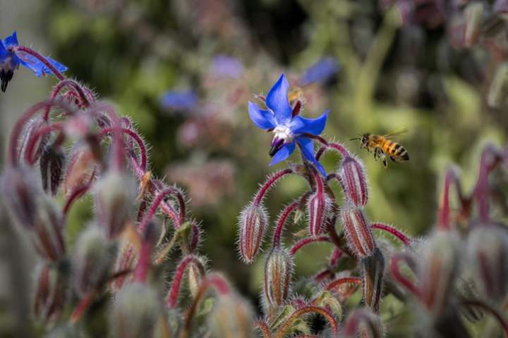 Des insectes pour disperser les graines