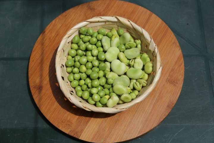 Fèves et petits pois, des légumineuses fraîcheur