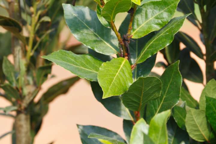 Les feuilles de laurier