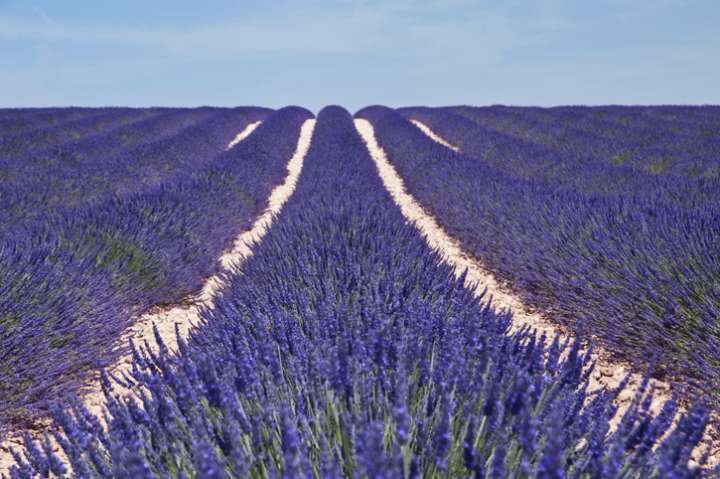 Champ de lavande