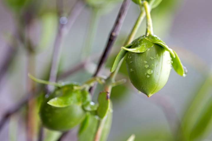 Le jojoba : organisme terrestre qui a le plus de gènes sexuels