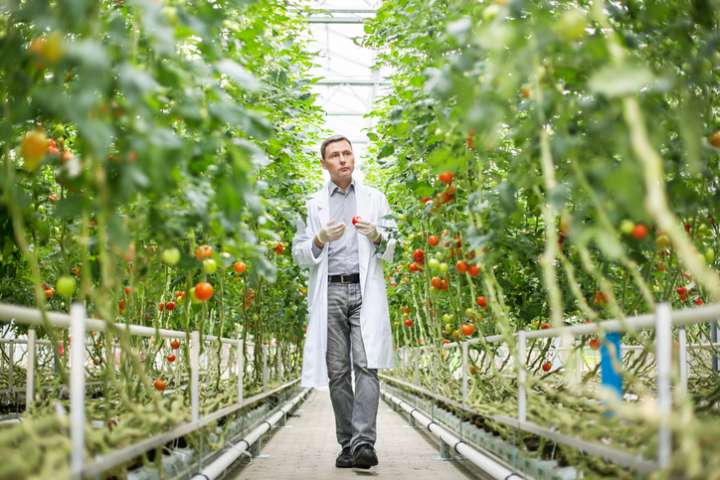 Tomates sous serre