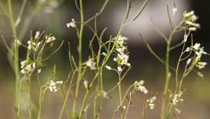 Arabidopsis thaliana