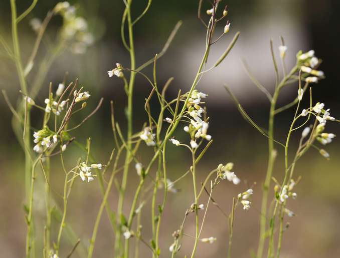 Arabidopsis thaliana