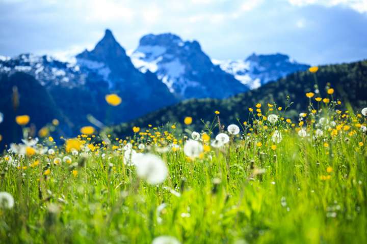 Une nouvelle végétation colonise les sommets des Alpes