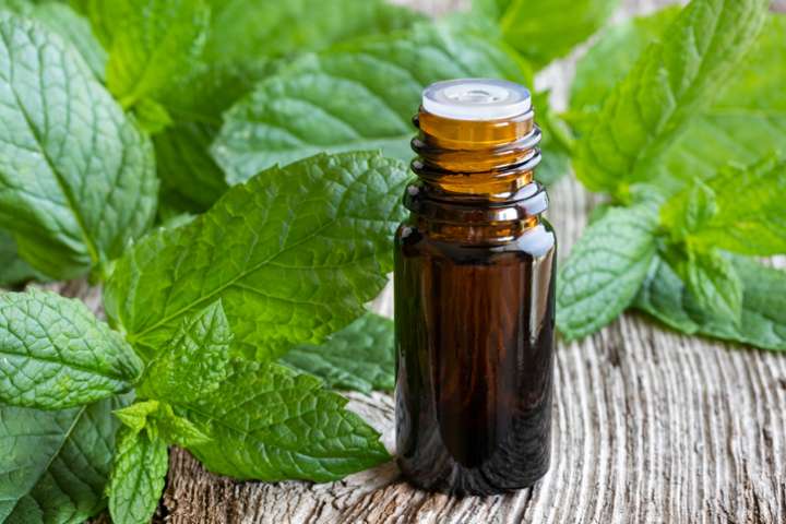 L'huile essentielle de menthe poivrée- Plantes et Santé