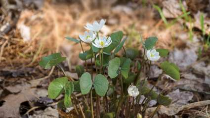 Jeffersonia, la fleur du président