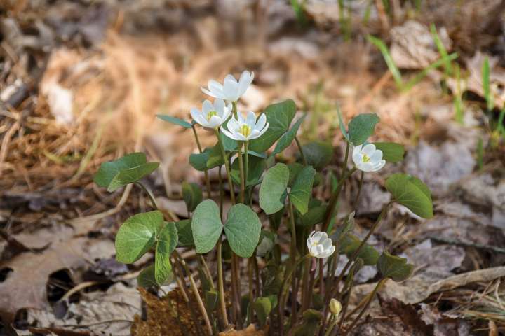 Jeffersonia, la fleur du président La belle histoire du nom des plantes