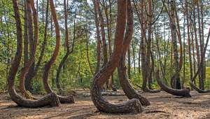 Krzywy Las - La mystérieuse forêt tordue de Pologne