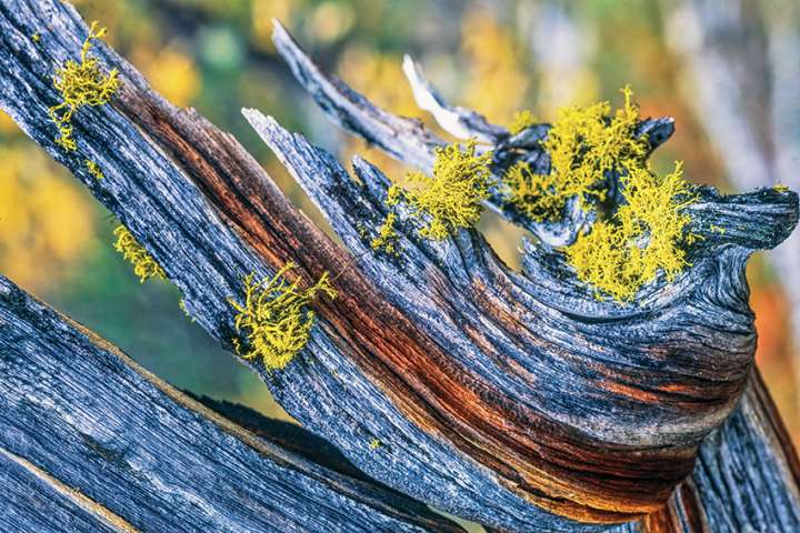 Les arbres seniors essentiels à la biodiversité