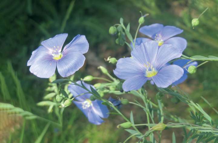 Le lin au jardin, tellement utile