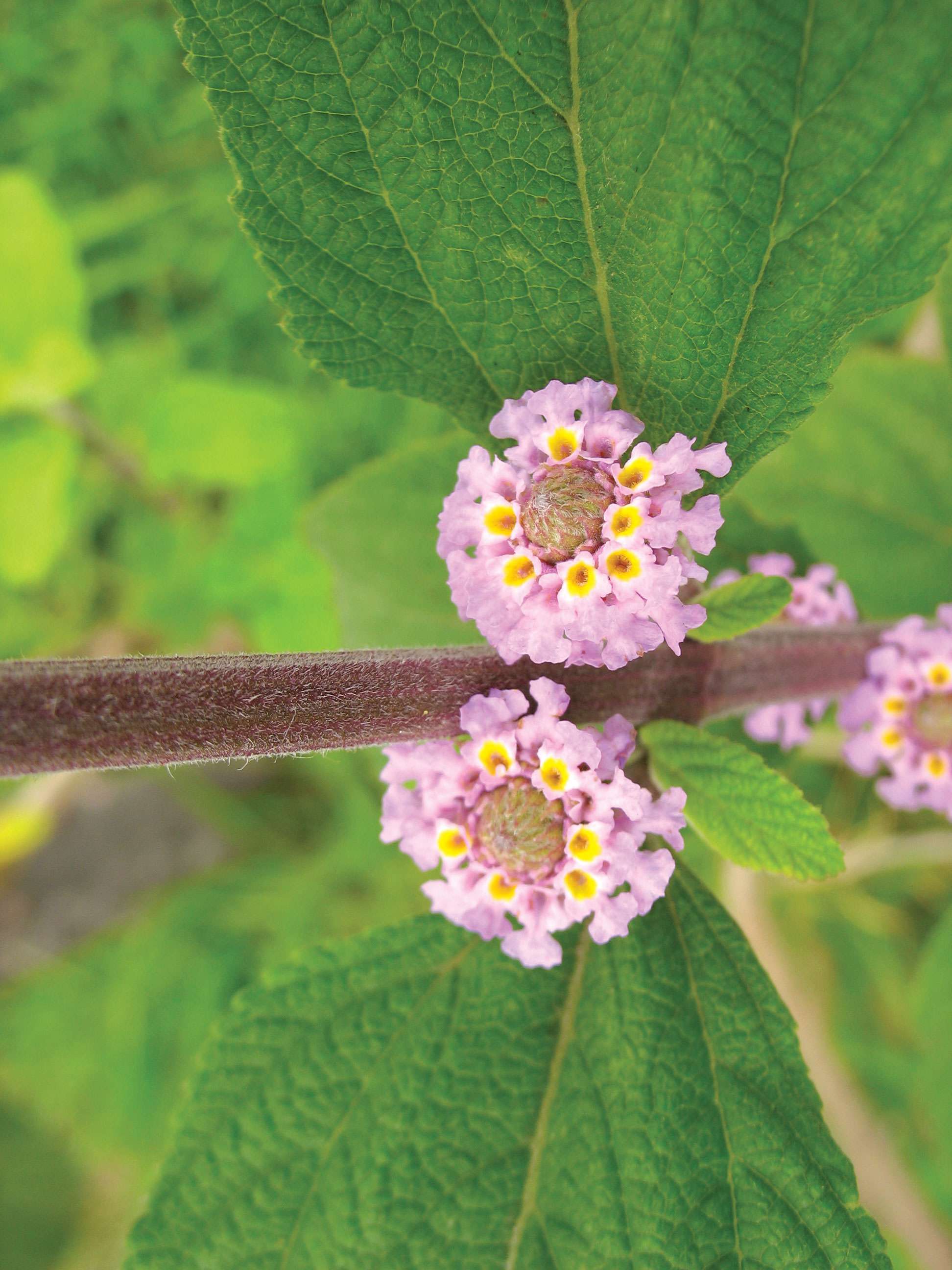 La belle histoire du nom des plantes Le lippia, souvenir d'une ...