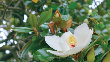 De Magnol au magnolia... La belle histoire du nom des plantes