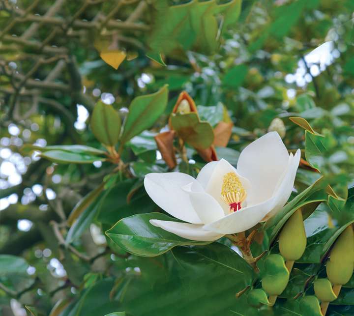 De Magnol au magnolia... La belle histoire du nom des plantes