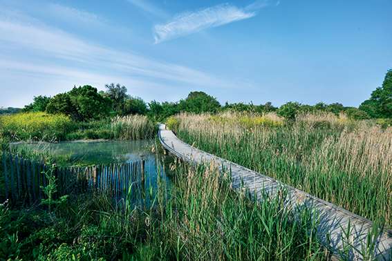 Le marais de Tasdon à La Rochelle : Du vert et du bleu au cœur de la « ville blanche »