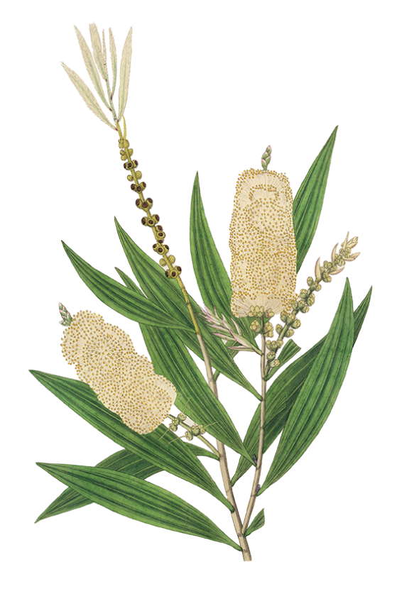 Cajeput (Melaleuca cajuputi)