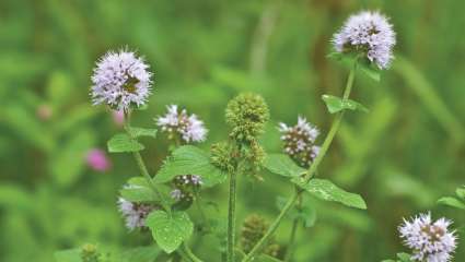 Un composé de la menthe verte comme désherbant ?