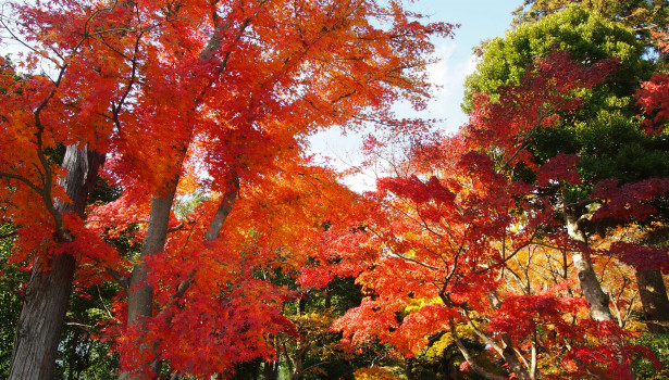 Momiji