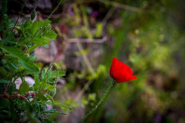 Herbe - Fleur