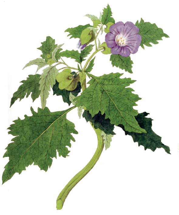 Nicandra (Nicandra physaloides)