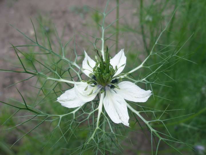 Nigelle des champs