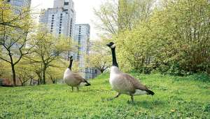 Comment faire de la place à la biodiversité en ville ?