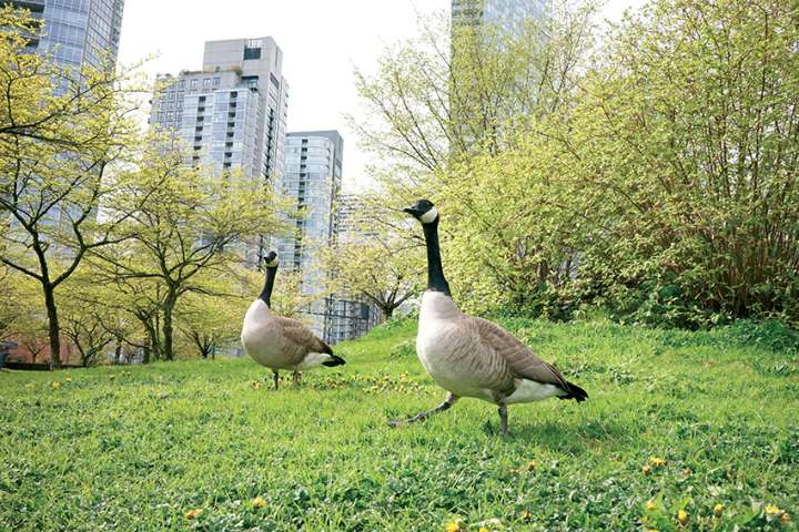 Comment faire de la place à la biodiversité en ville ?