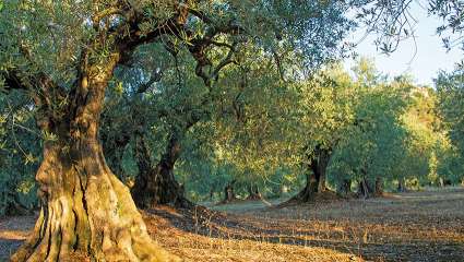 L'olivier, notre arbre