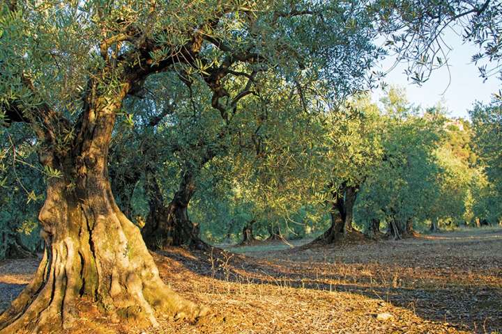 L'olivier, notre arbre