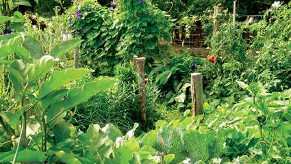 Symbiose au jardin Laissons parler la biodiversité au potager