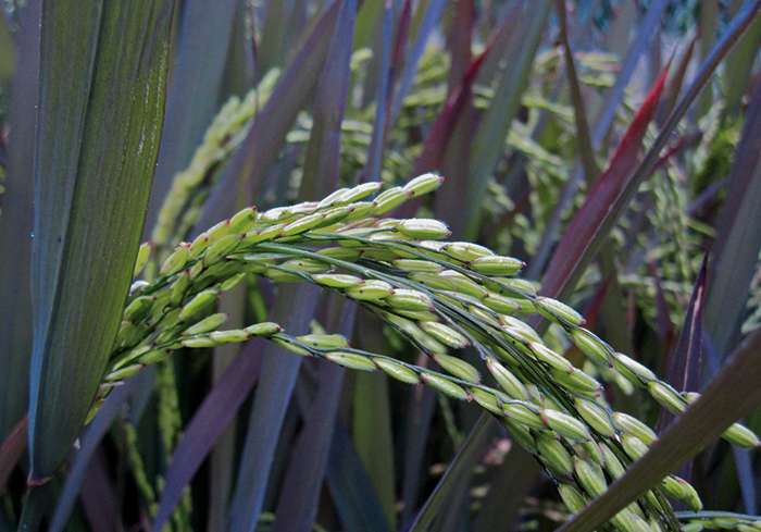 Riz (Oryza sativa)