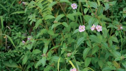 Osbeckia octandra