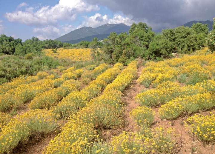 En Corse Au Delà De Limmortelle Plantes Et Santé