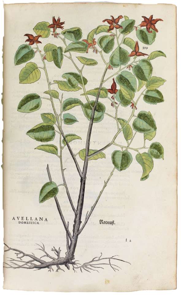 Planche (Avellana domestica) extraite de l’ouvrage De historia stirpium publié en 1542.